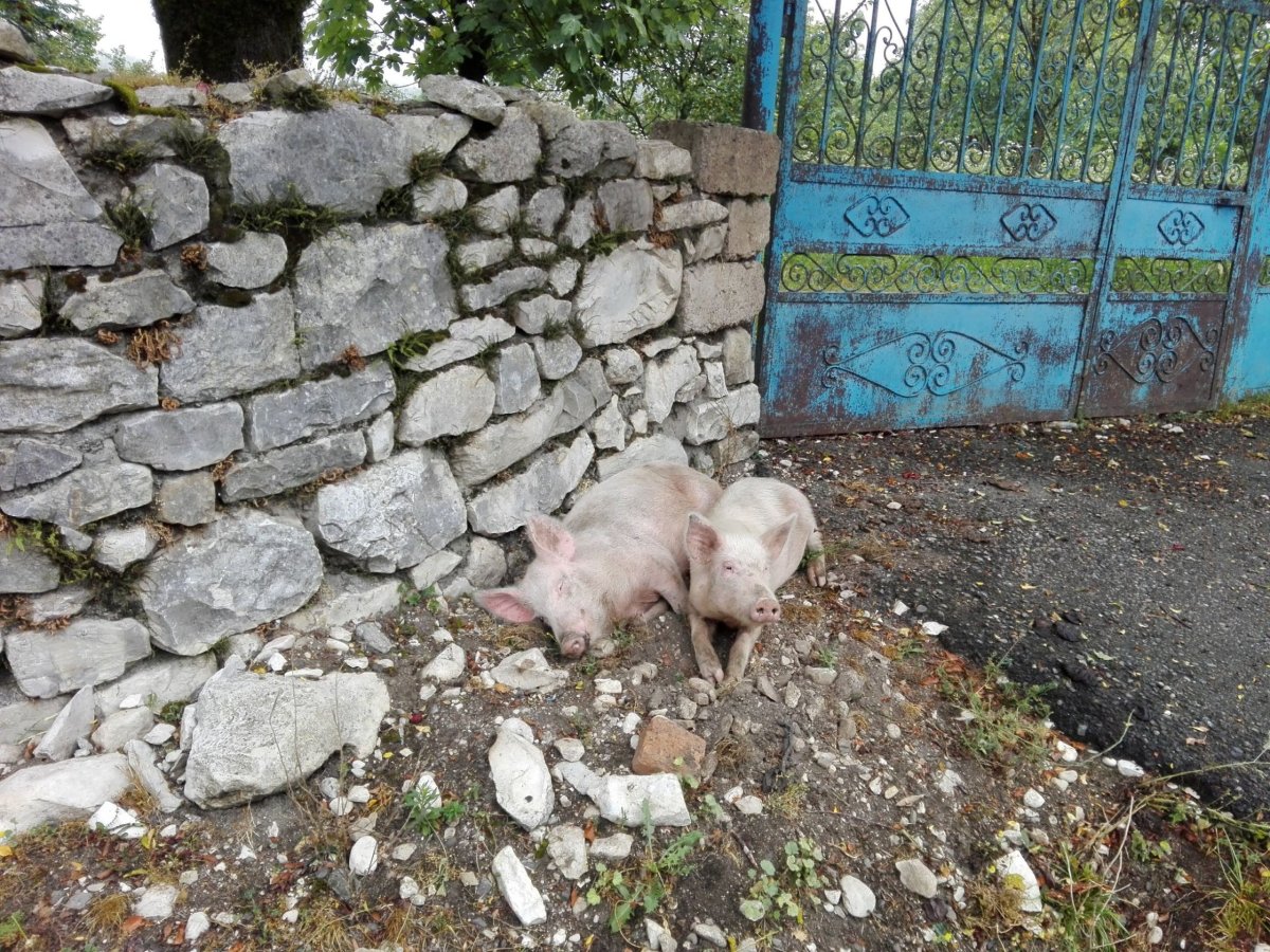 Koho potkáte po cestě