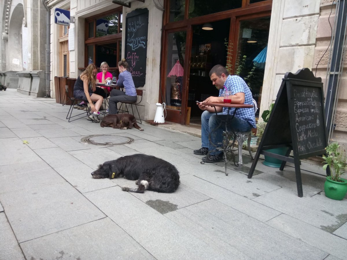 Všudypřítomní psi