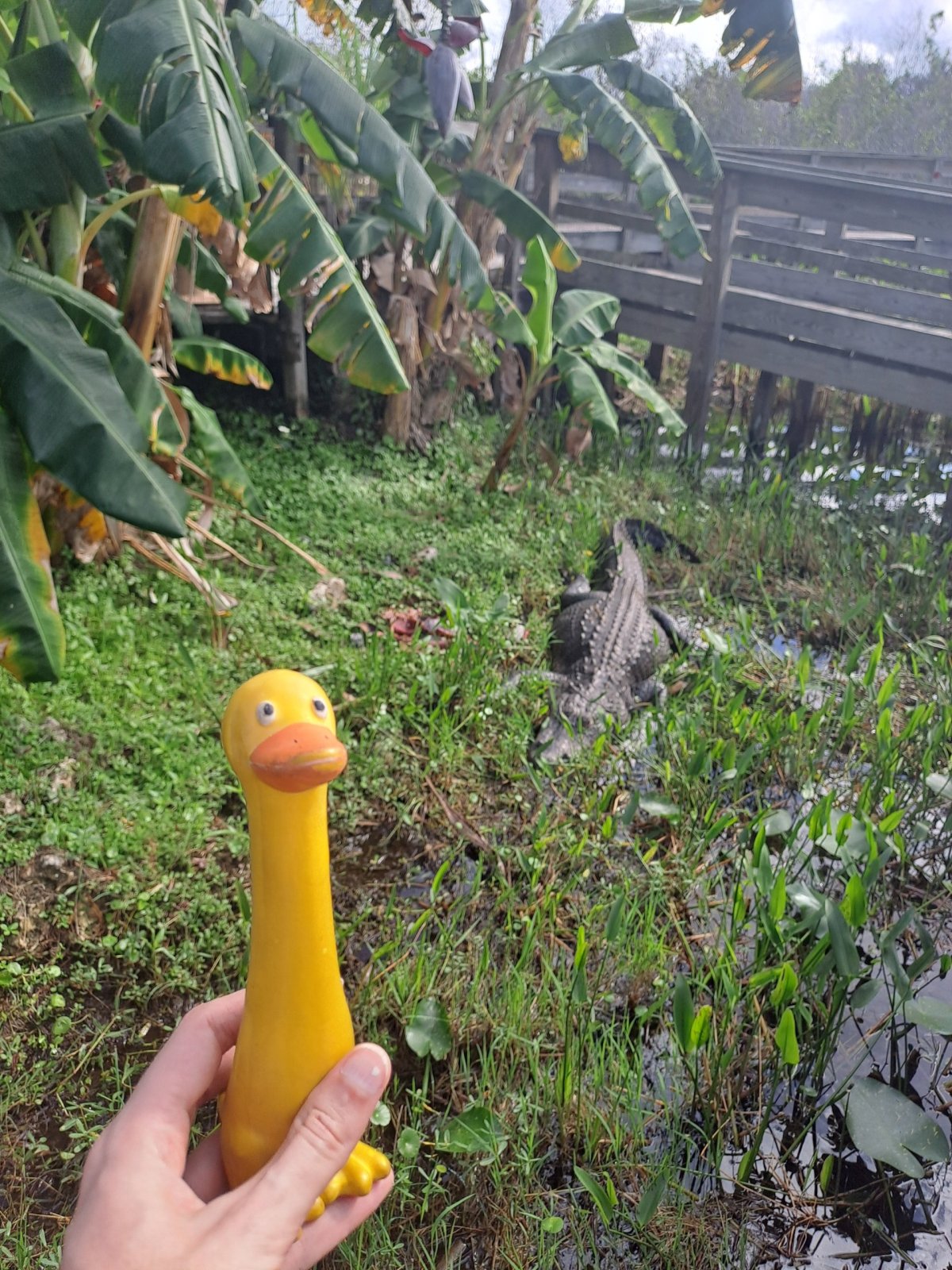 Dobrý den, paní Aligátorová