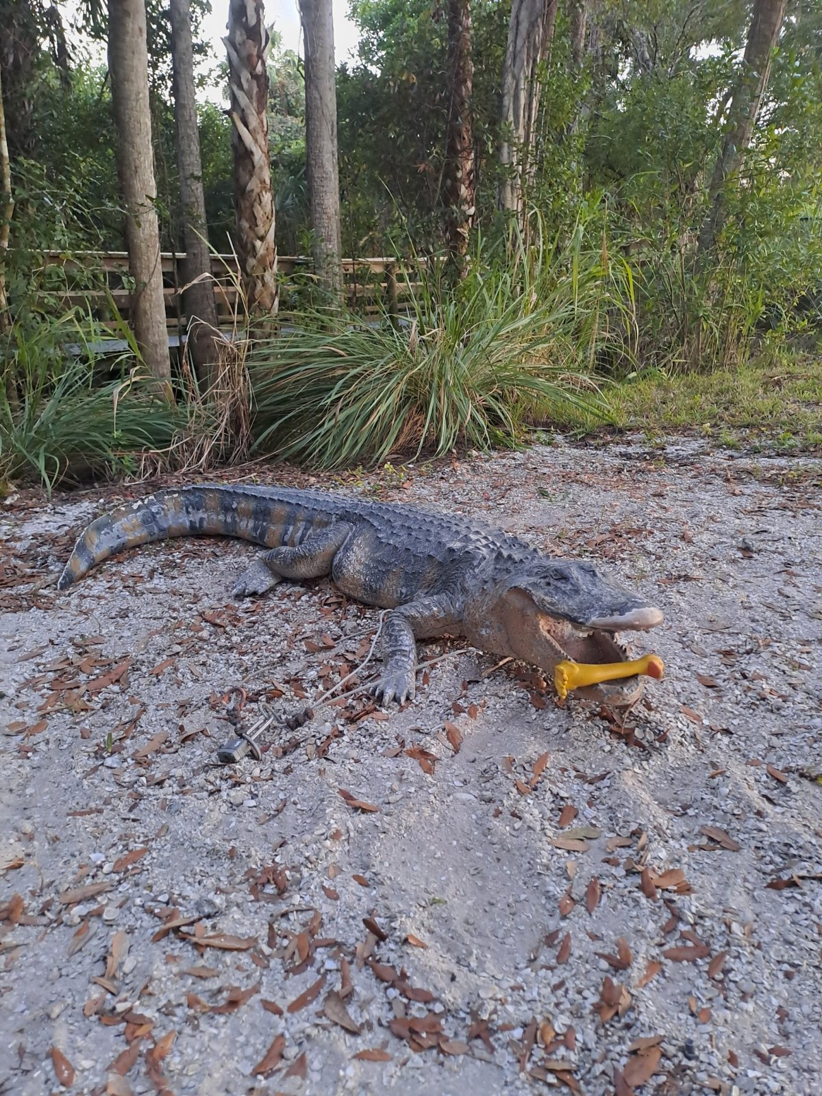 Sežral mě krokodýl nebo aligátor?