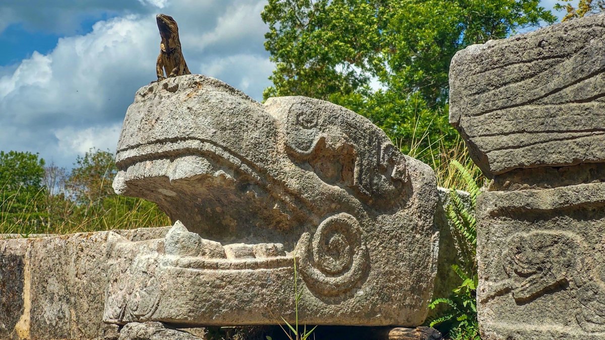 Tady tomu šéfuje leguán