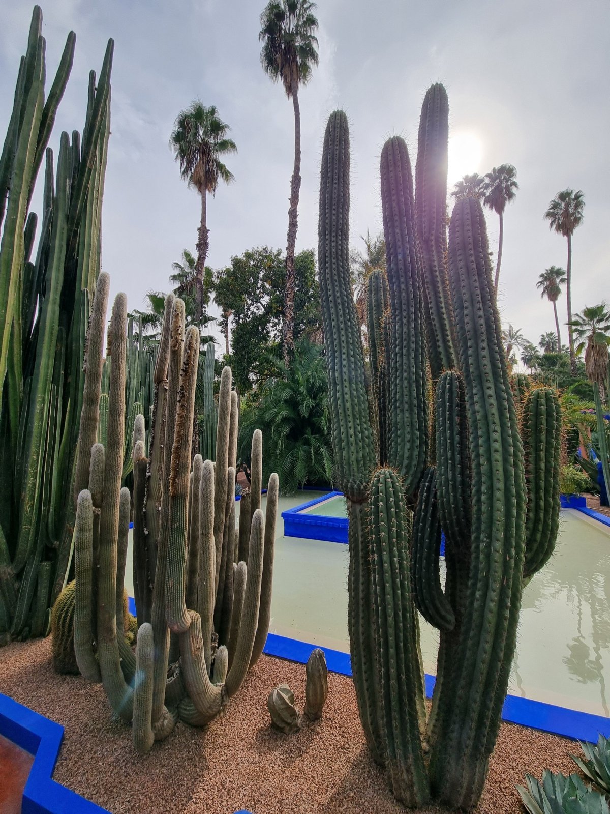 Jardin Majorelle - vzrostlé kaktusy