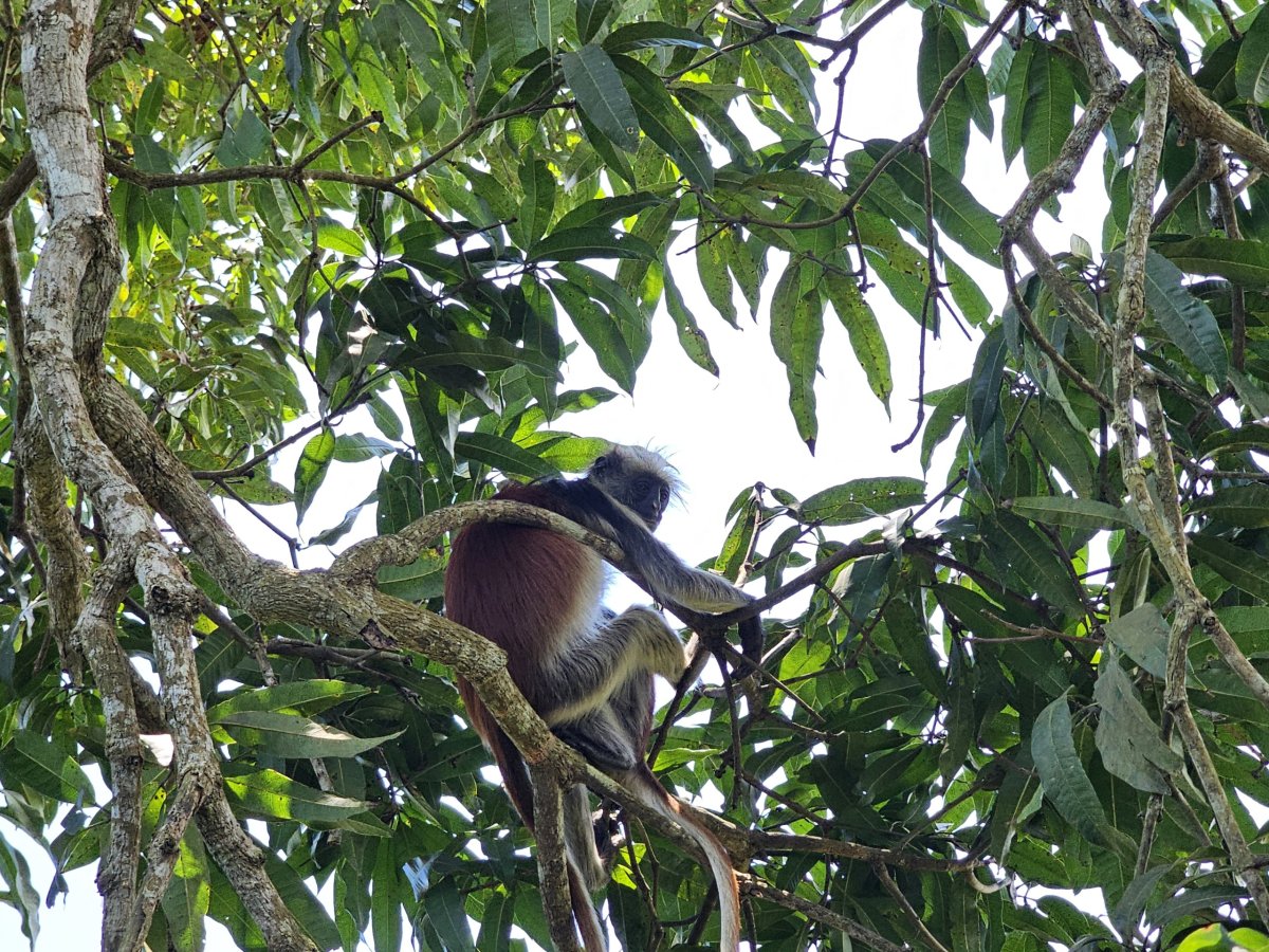 Jozani Forest, opice