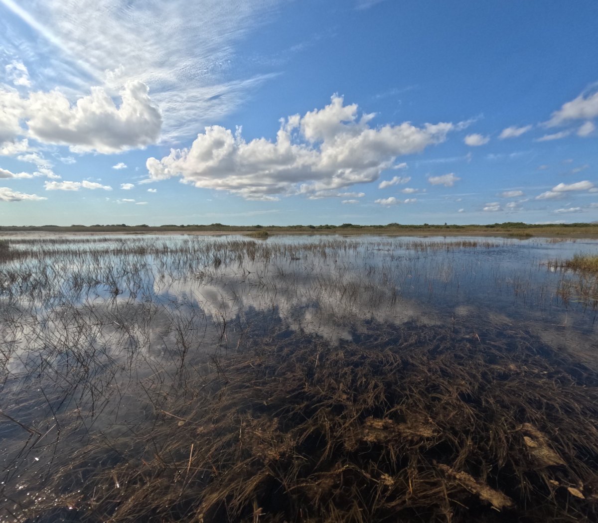 Mokřady Everglades