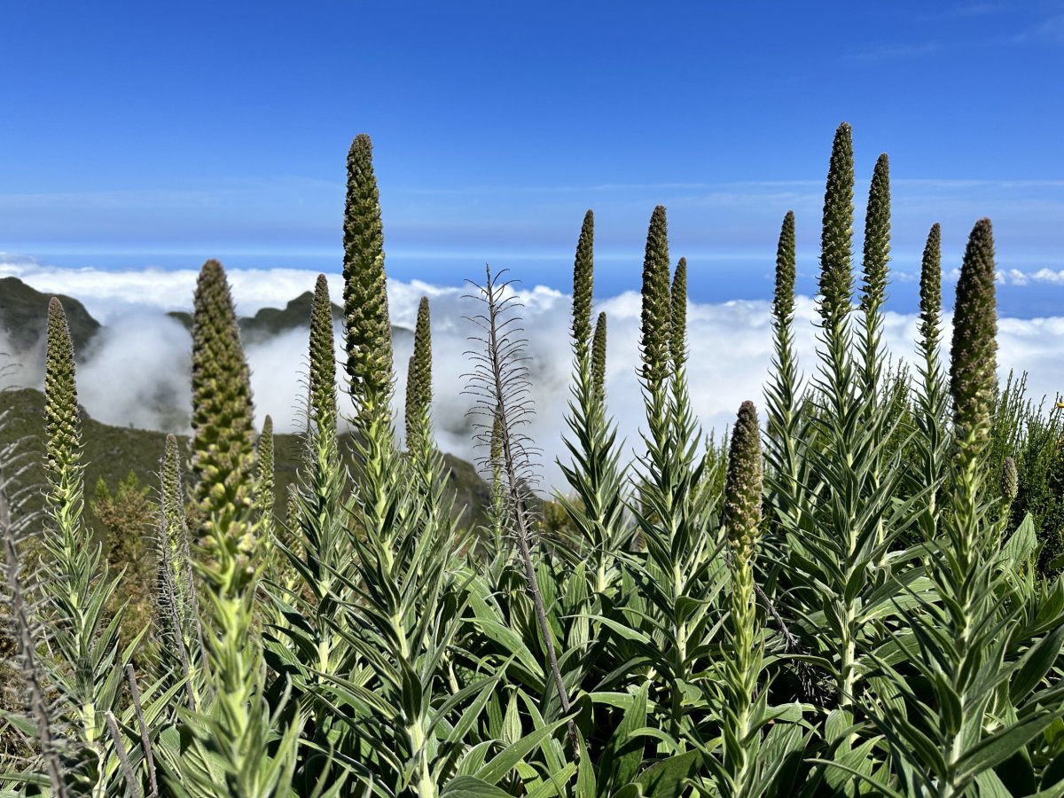 Výšlap na Pico Ruivo