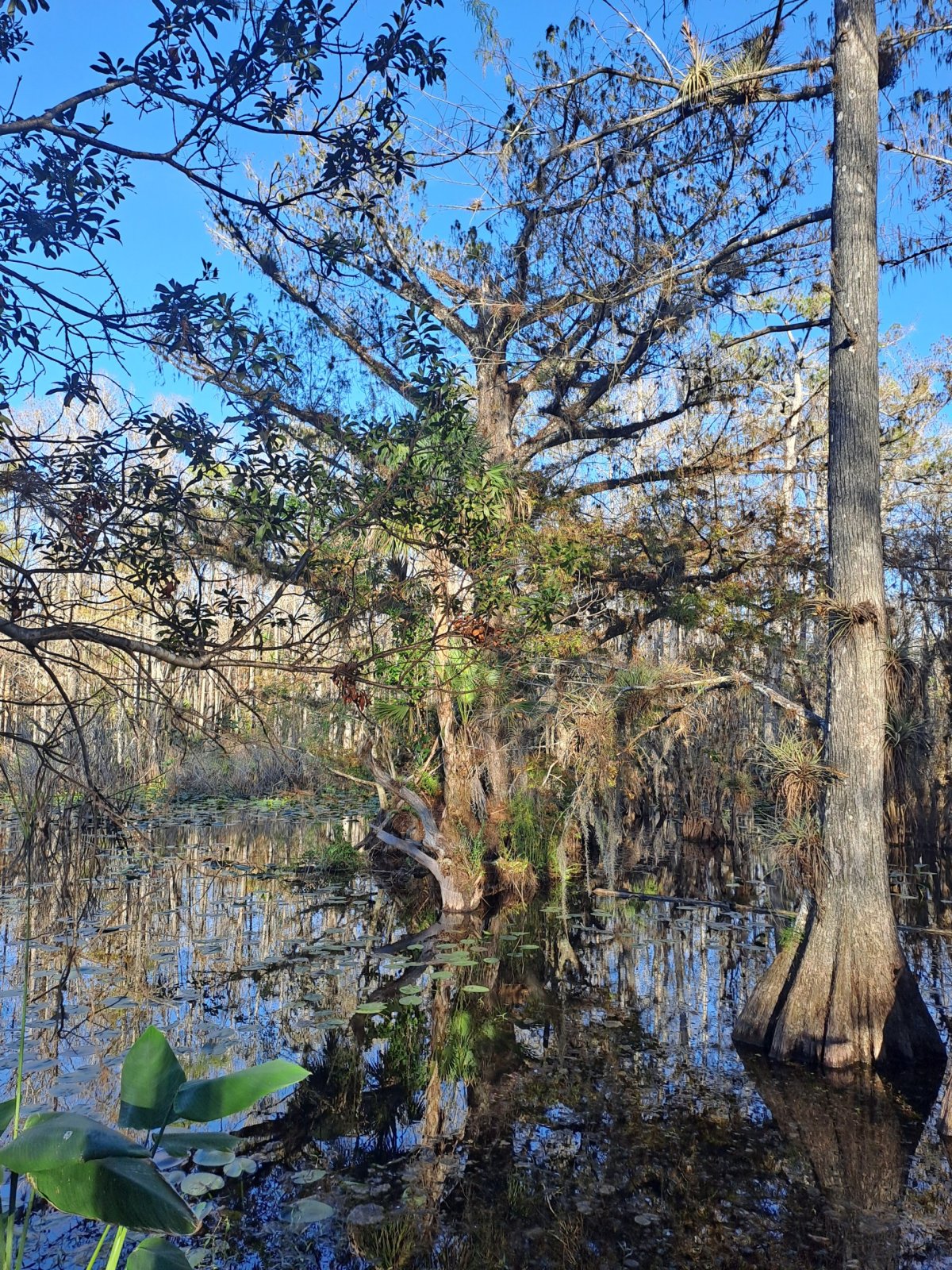 Mokřady Six Mile Cypress Slough Preserve