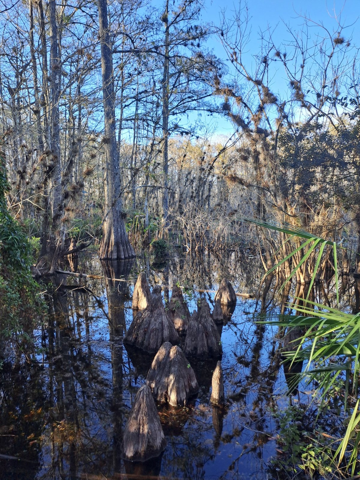 Aligátoři číhají..