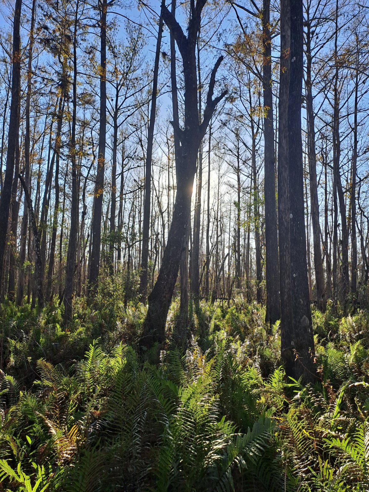Ptáci štěbetají v korunách..