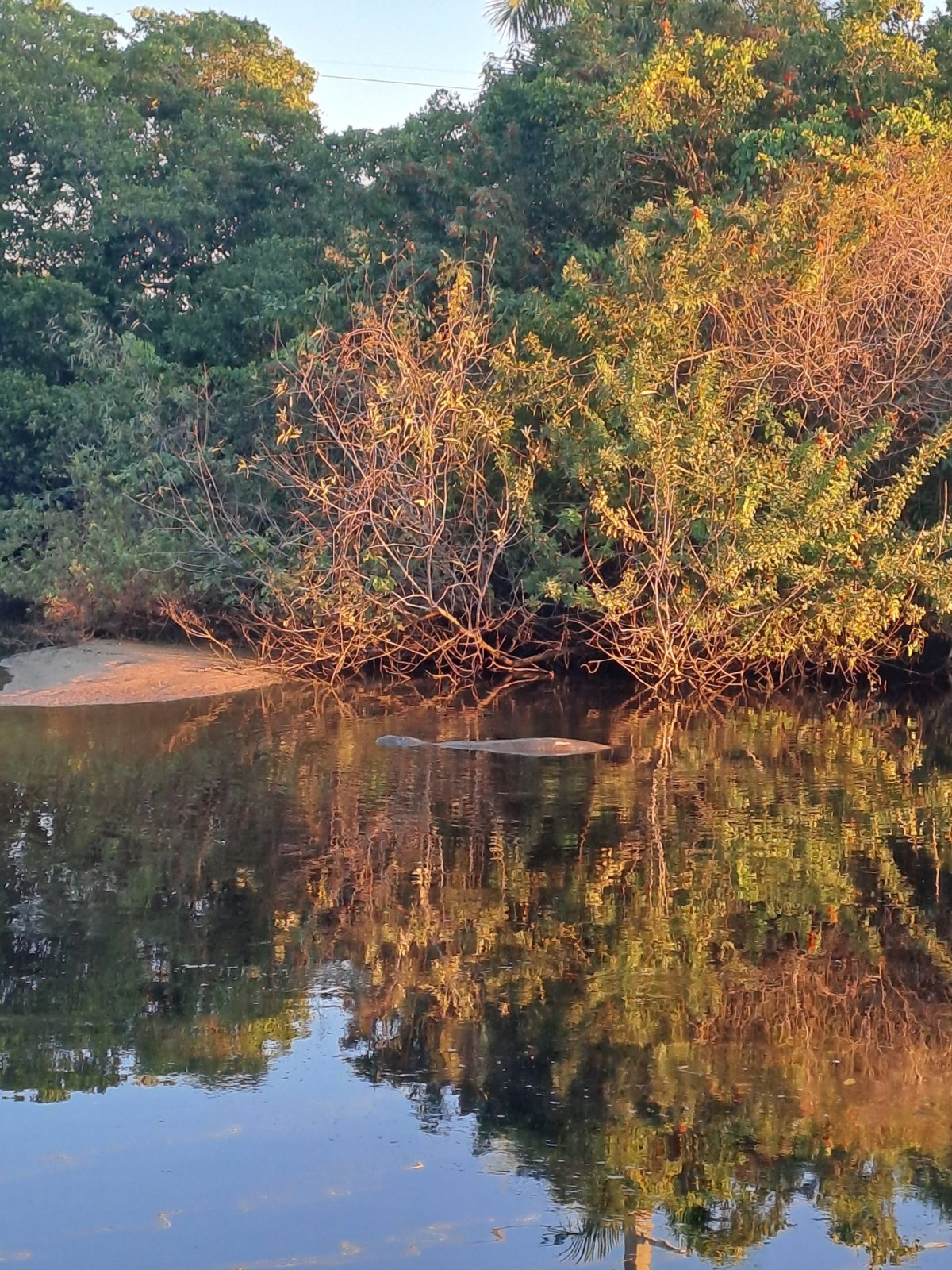 Kapustňák na obzoru!