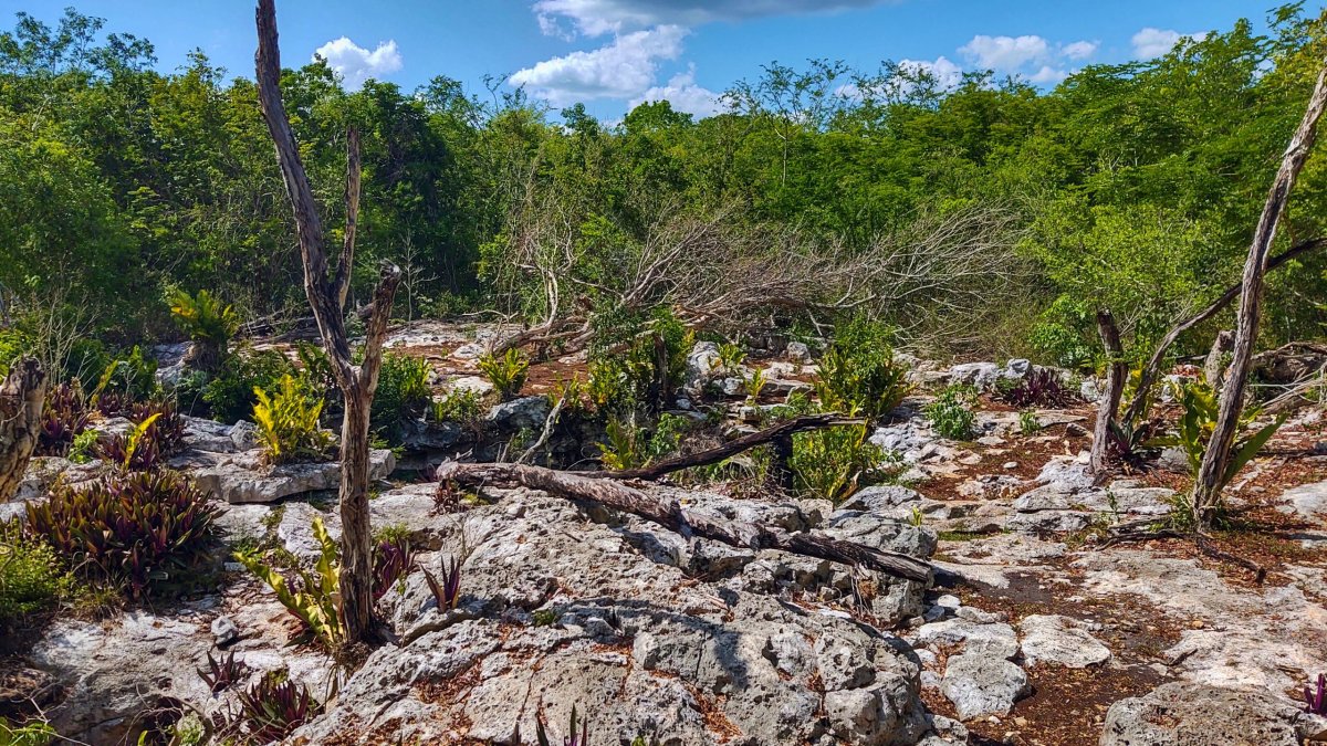 Cenote není shora vůbec vidět
