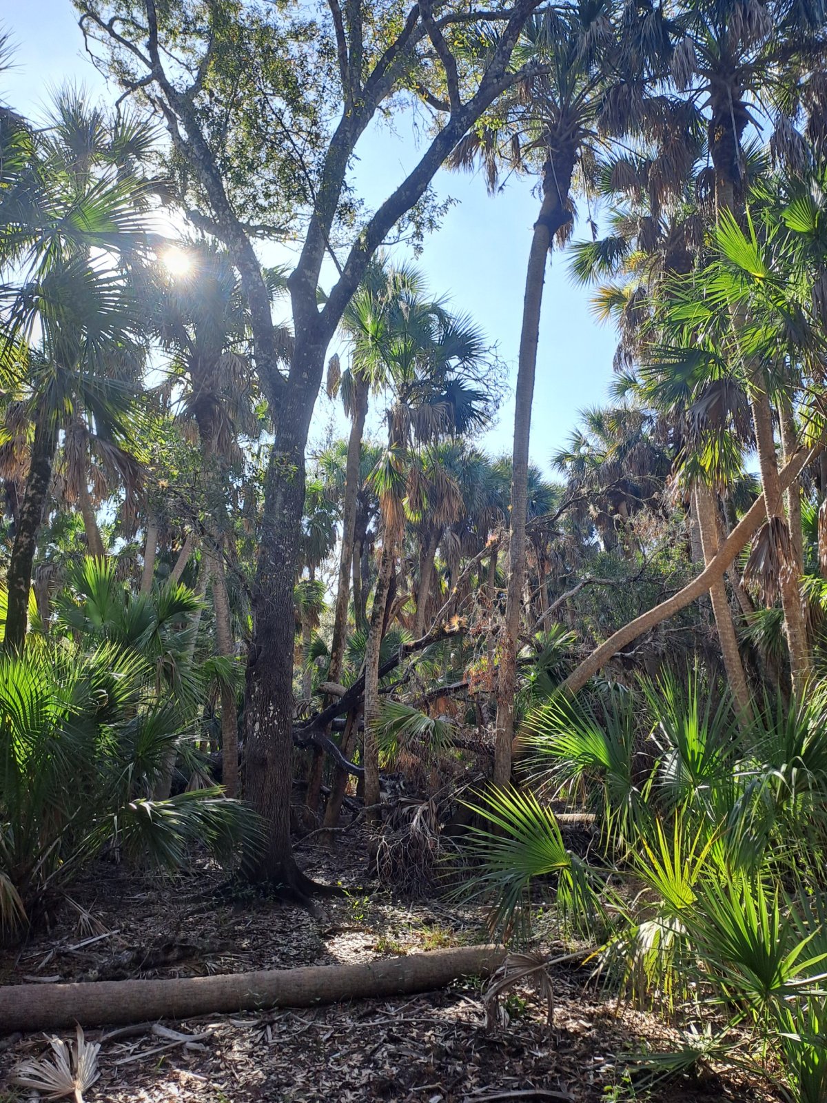 Tady je to úplná džungle