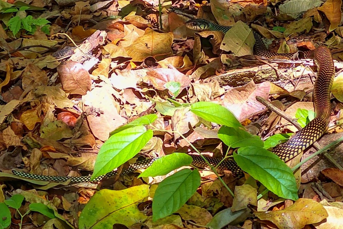 Drymobius Margaritiferus