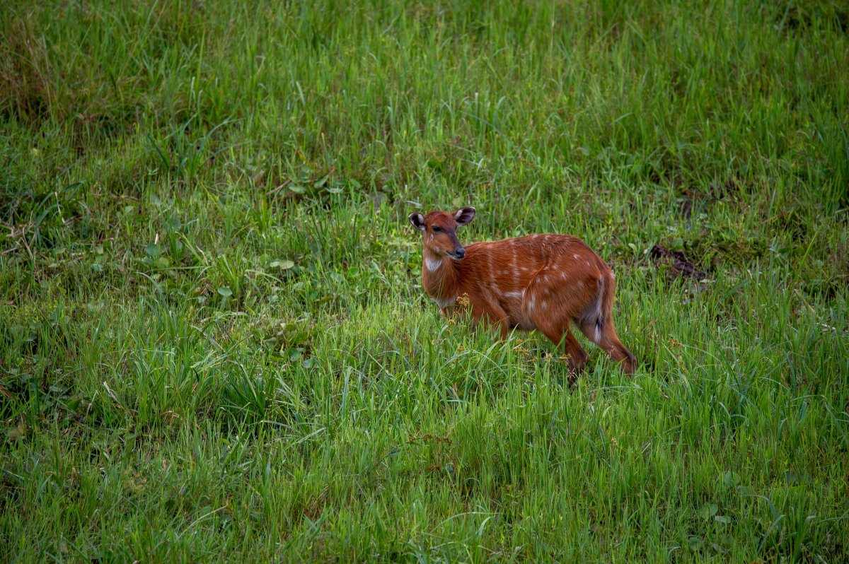 Sitatunga
