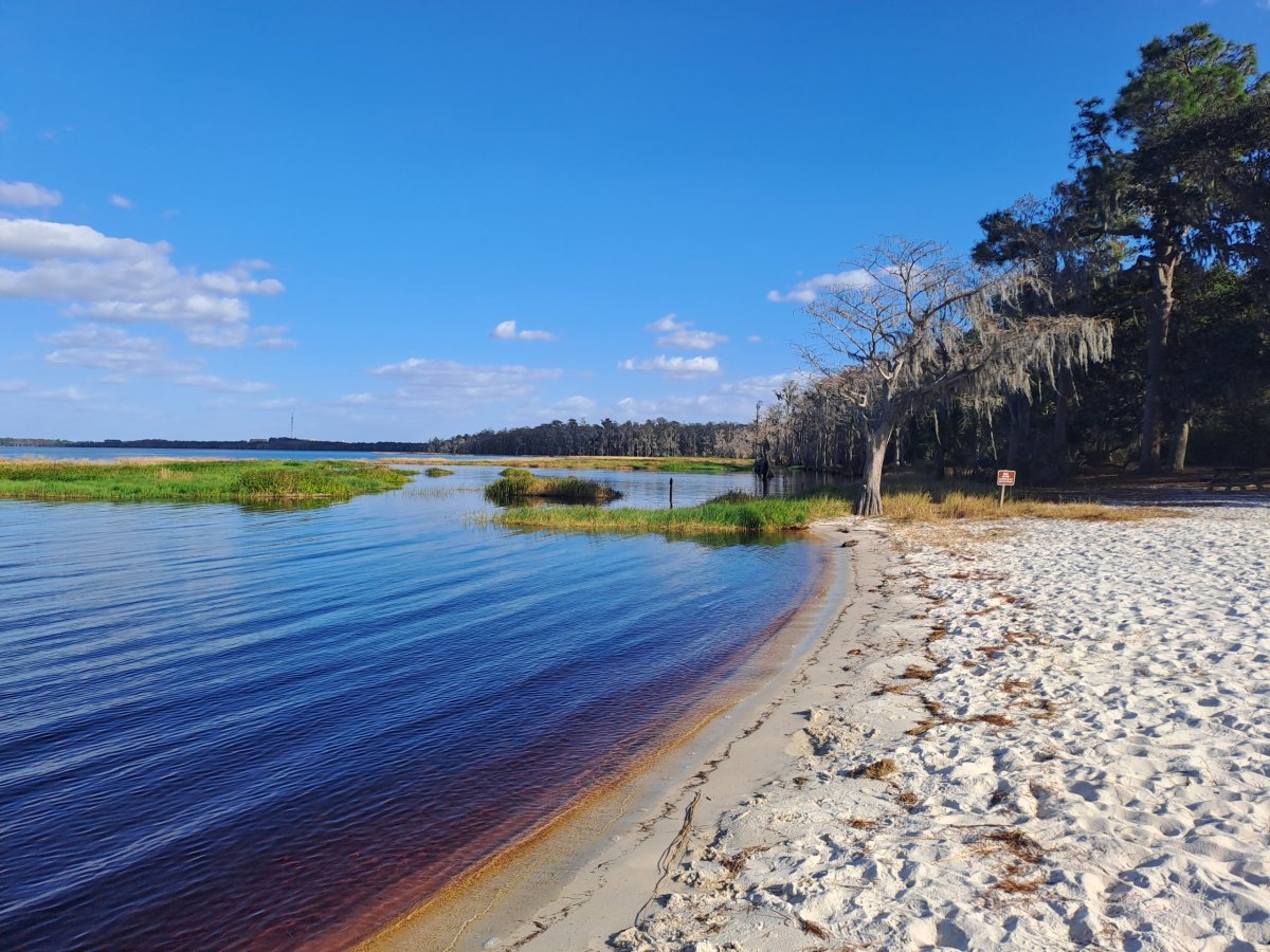 Lake Louisa State Park Beach