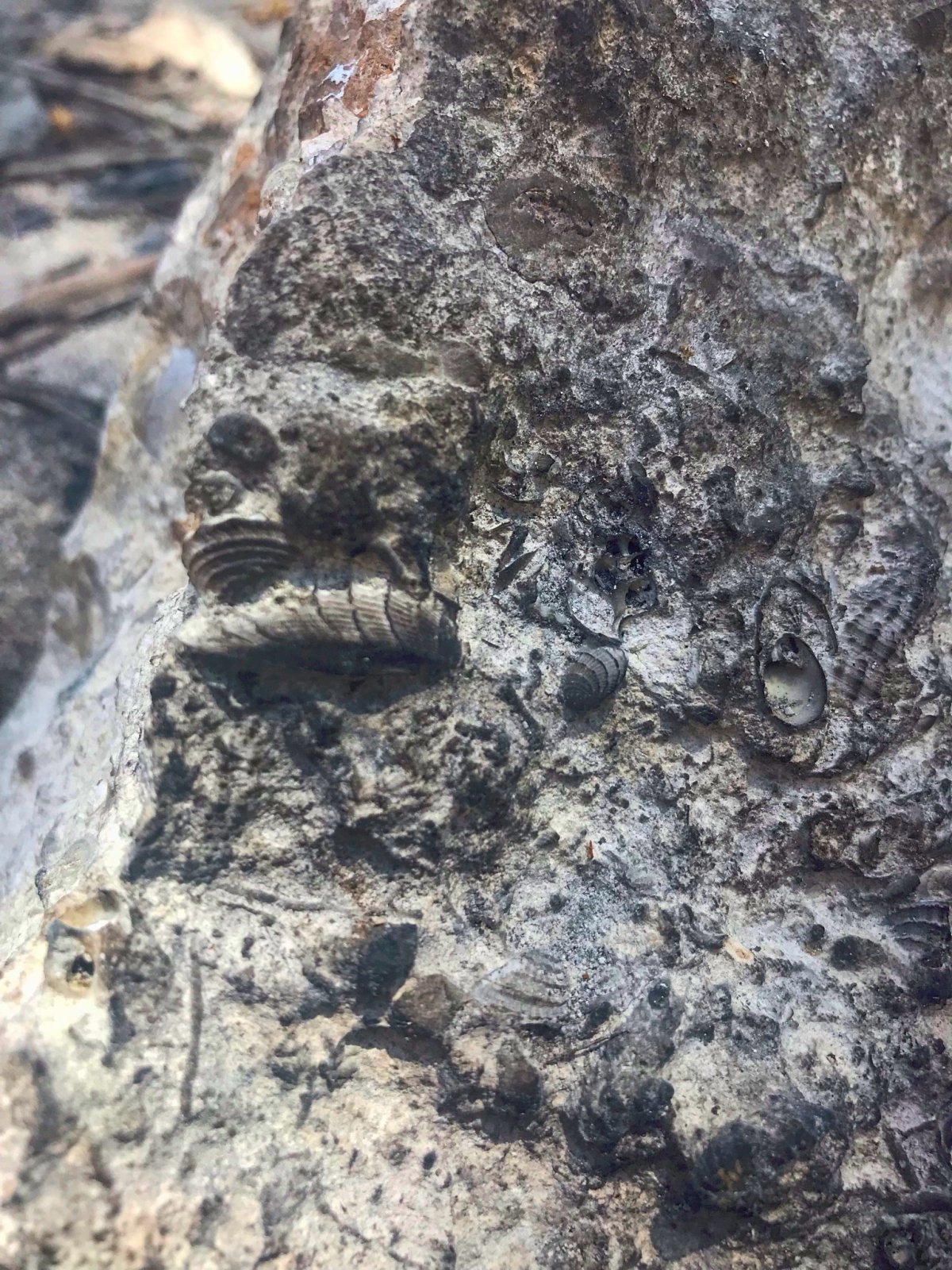 Kamenité pobřeží