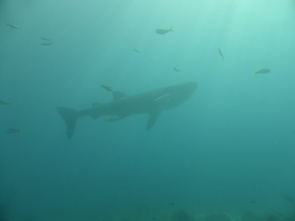 Velrybí žralok, Oslob