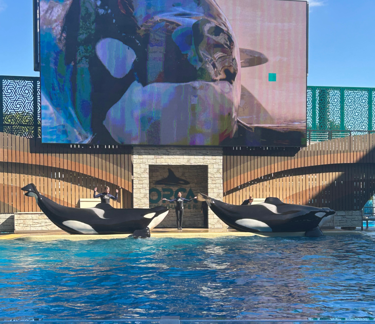 Dvě pózující kosatky