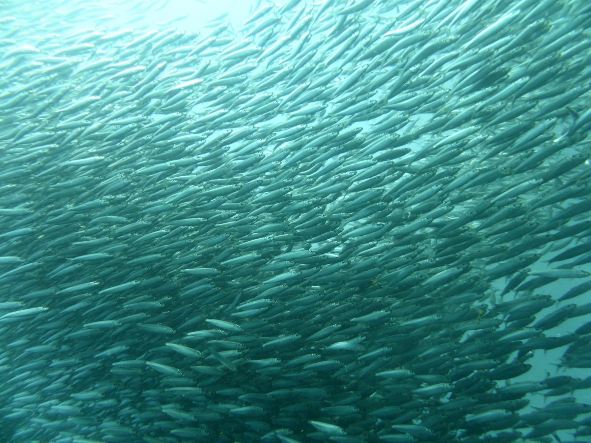 Hejno sardinek, Panagsama beach