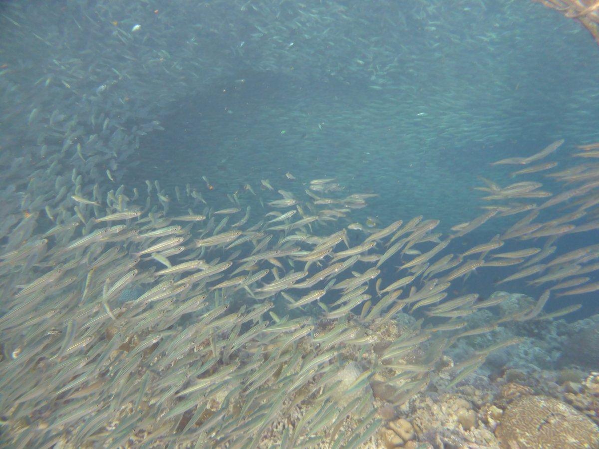 Šnorchlování se sardinkami, Panagsama beach