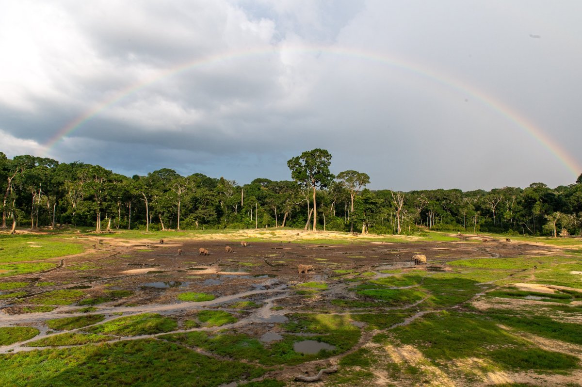 Duha nad Dzanga-Baï