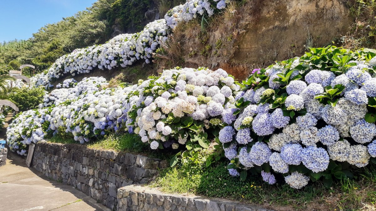 Kvetoucí hortenzie jsou všude