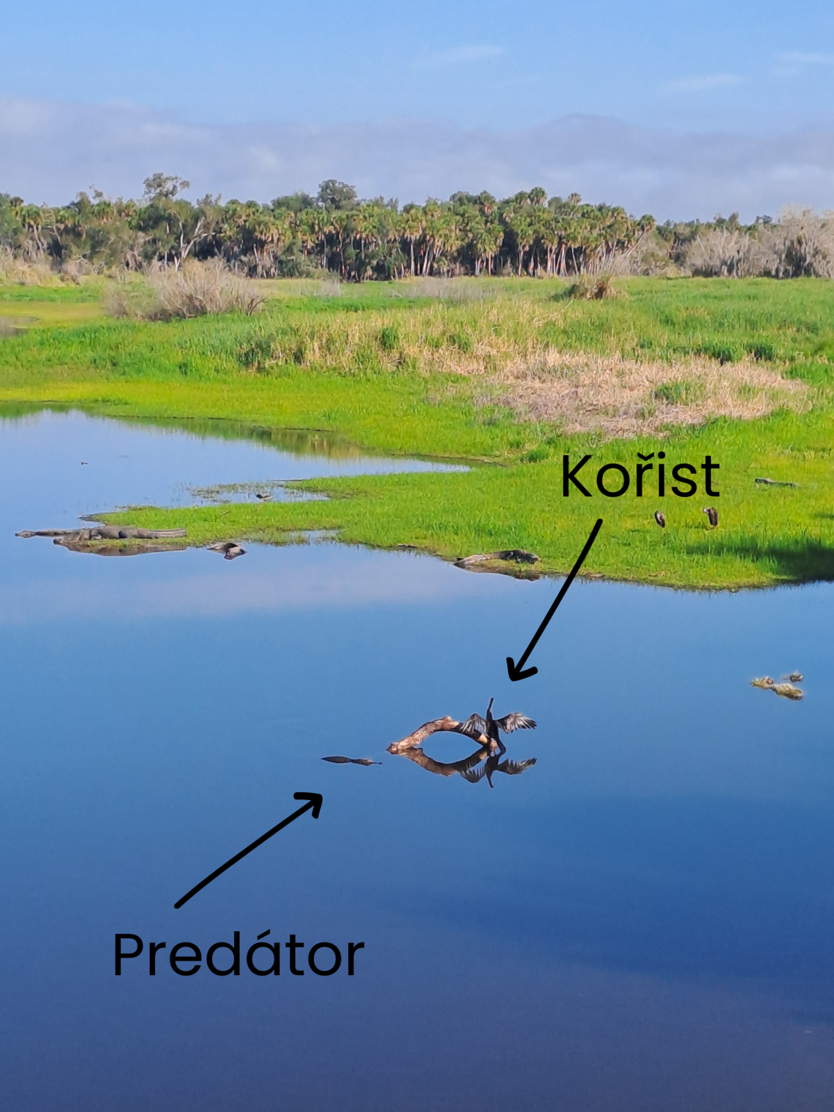 Jaryne, nekoukej se!