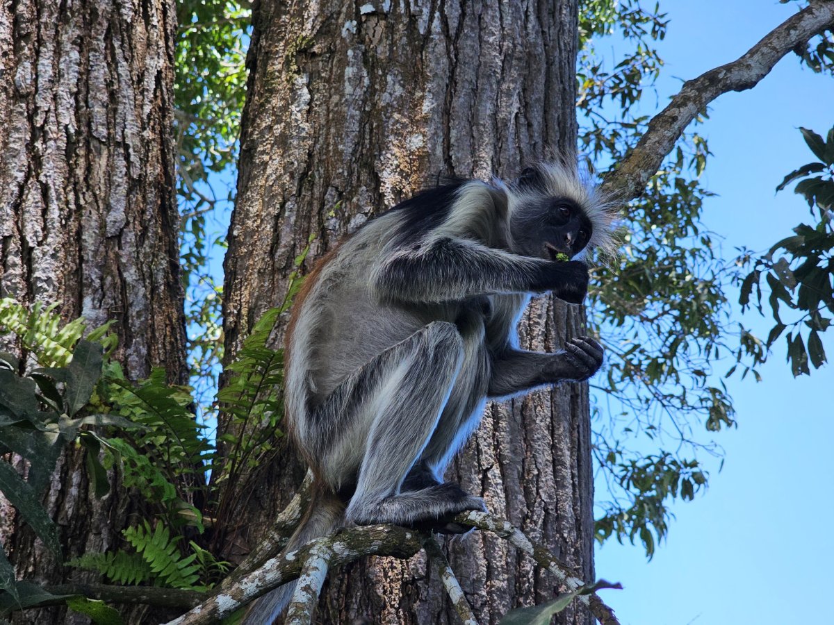 Jozani Forest, opice