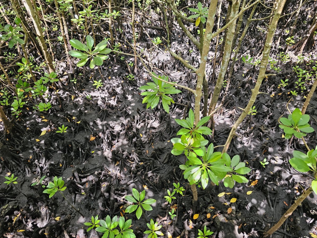 Jozani forest, mangrovové porosty