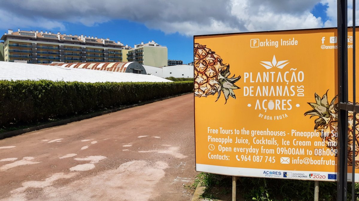 Ananasové plantáže