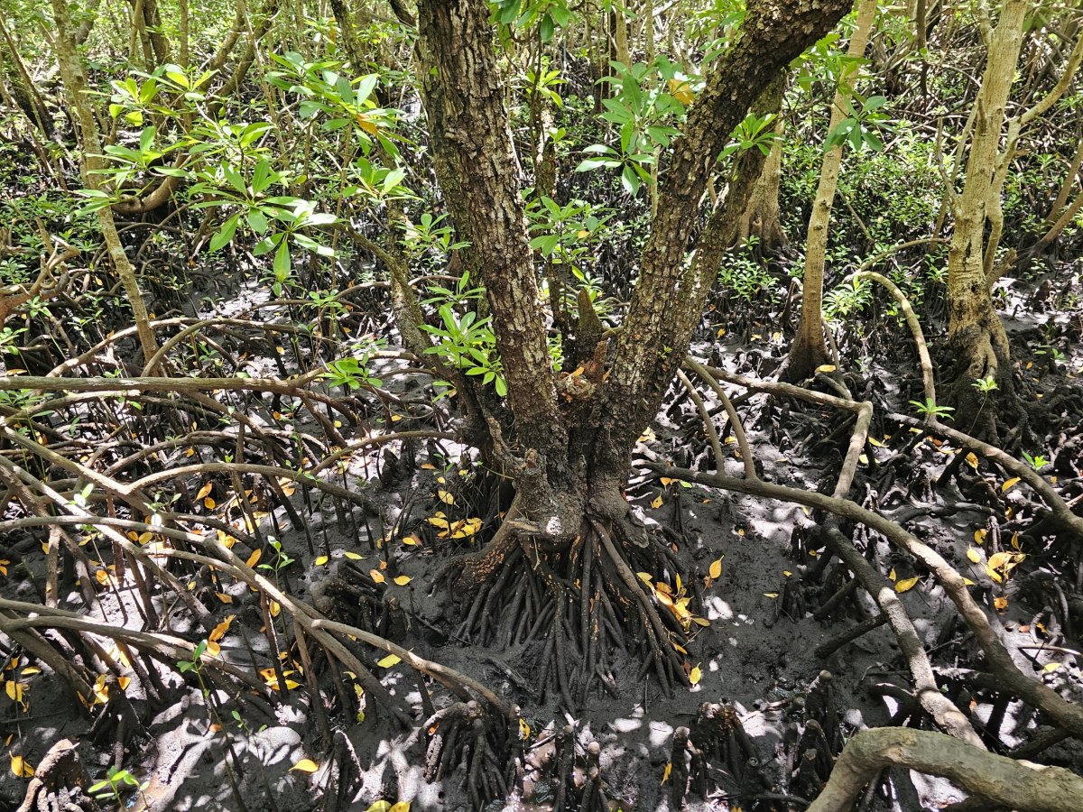 Jozani forest, mangrovové porosty
