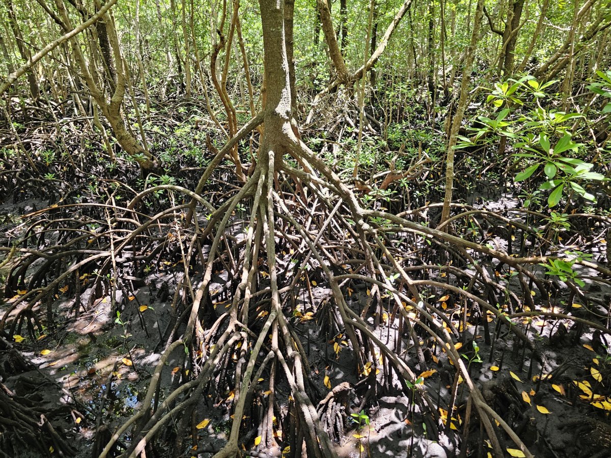 Jozani forest, mangrovové porosty