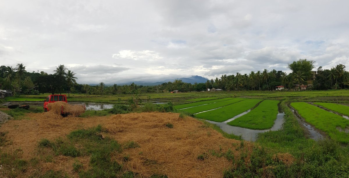 Rýžová pole, Negros