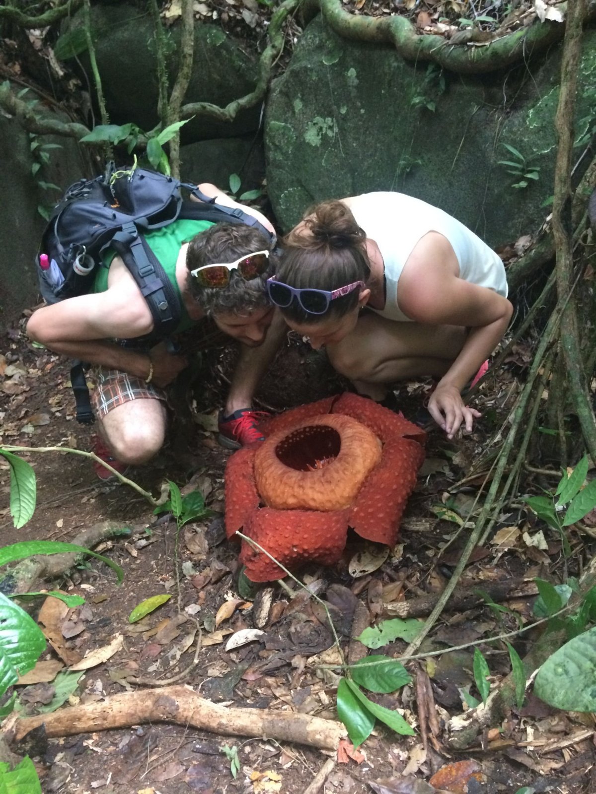 Rafflesia v Gunung Gading. 