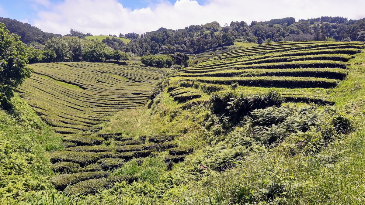 Čajové plantáže