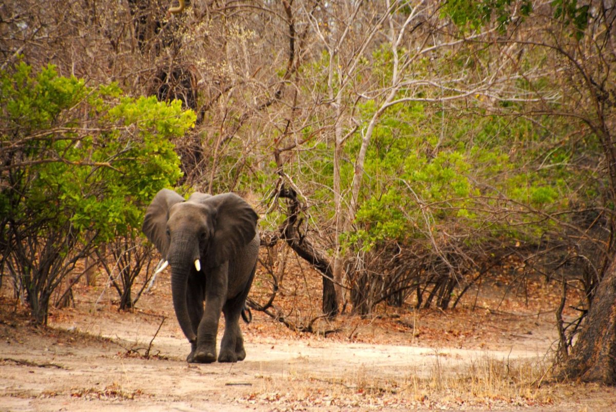 Slon v NP Liwonde