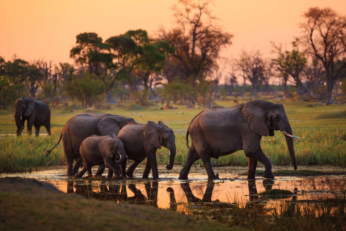 Moremi NP