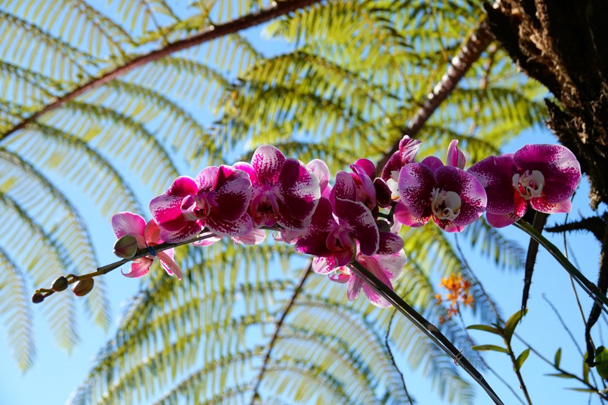orchideje