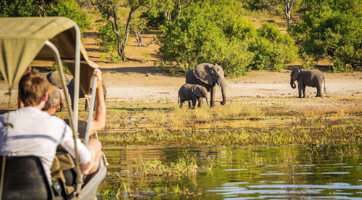 Safari v Botswaně