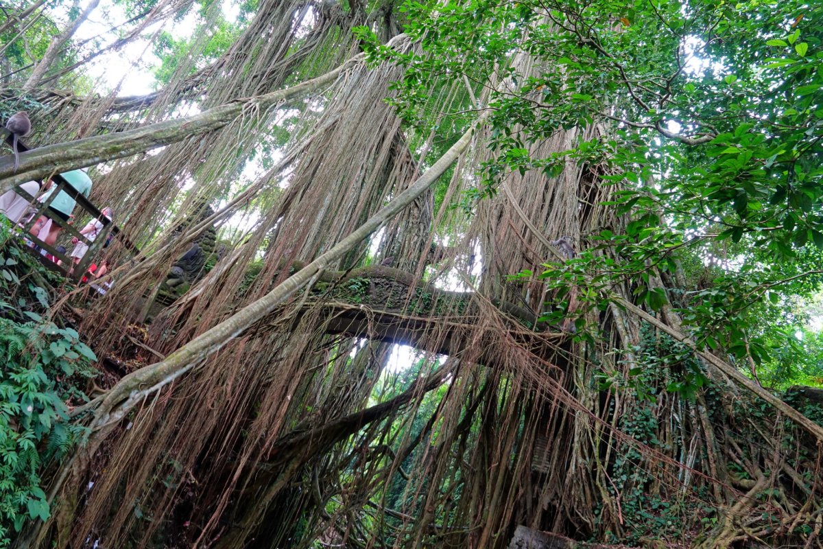 banyan přes most