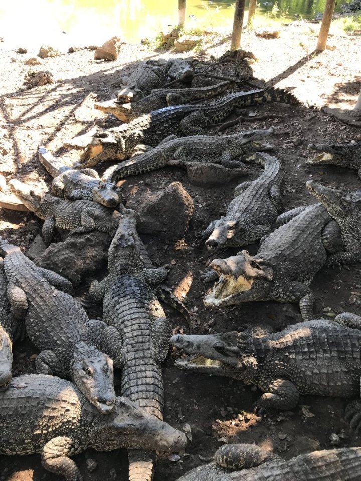 Trochu jsem se děsila toho, v jakých podmínkách tam krokodýli asi žijí, když jsem viděla místní vyhublé koně, ale bylo o ně post