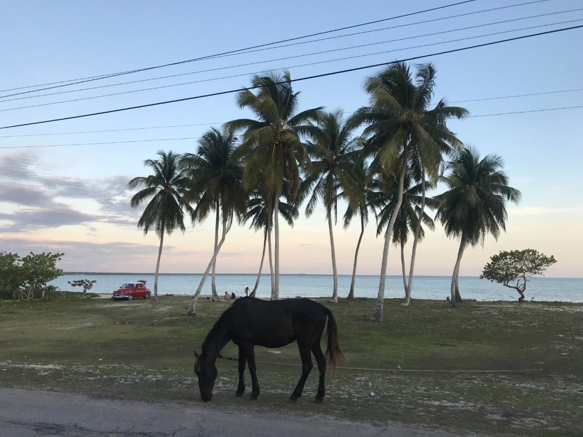 Kdybych měla vybrat jedinou fotku, která Kubu dokonale vystihuje, bude to tahle. Pasoucí se kůň u rozbité silnice, staré americk