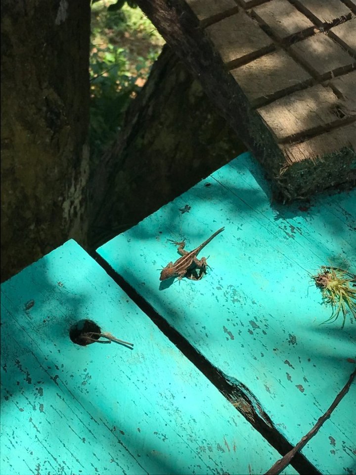 Když mi tento nevítaný návštěvník poprvé přistál na zádech, skoro jsem zvedla na nohy půlku lesa svým křikem. Ale docela rychle 