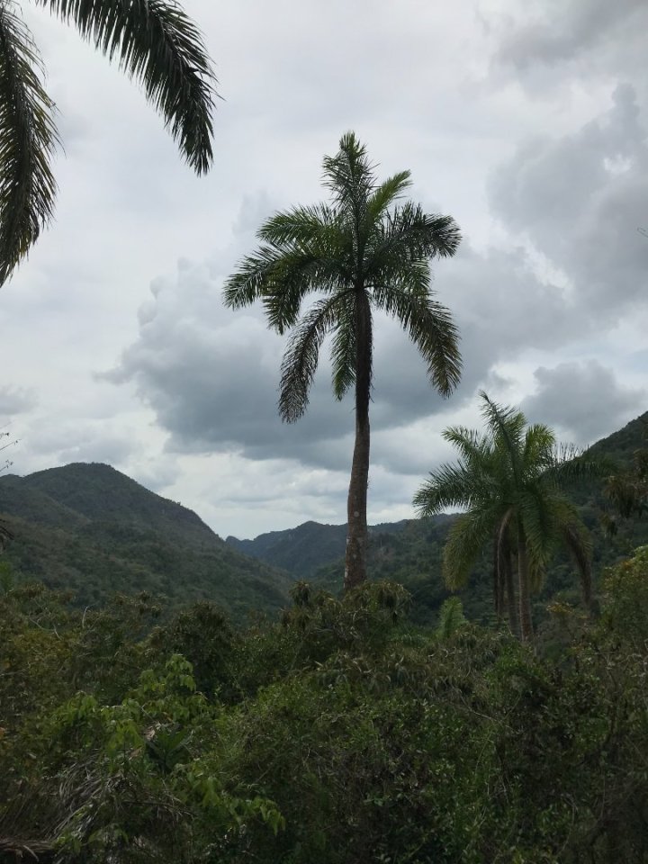Dokonce jsme ve zdraví přežili i večerní návštěvu stromové krysy (a i ona to přežila, ačkoliv byla dost vyděšená) a druhý den js
