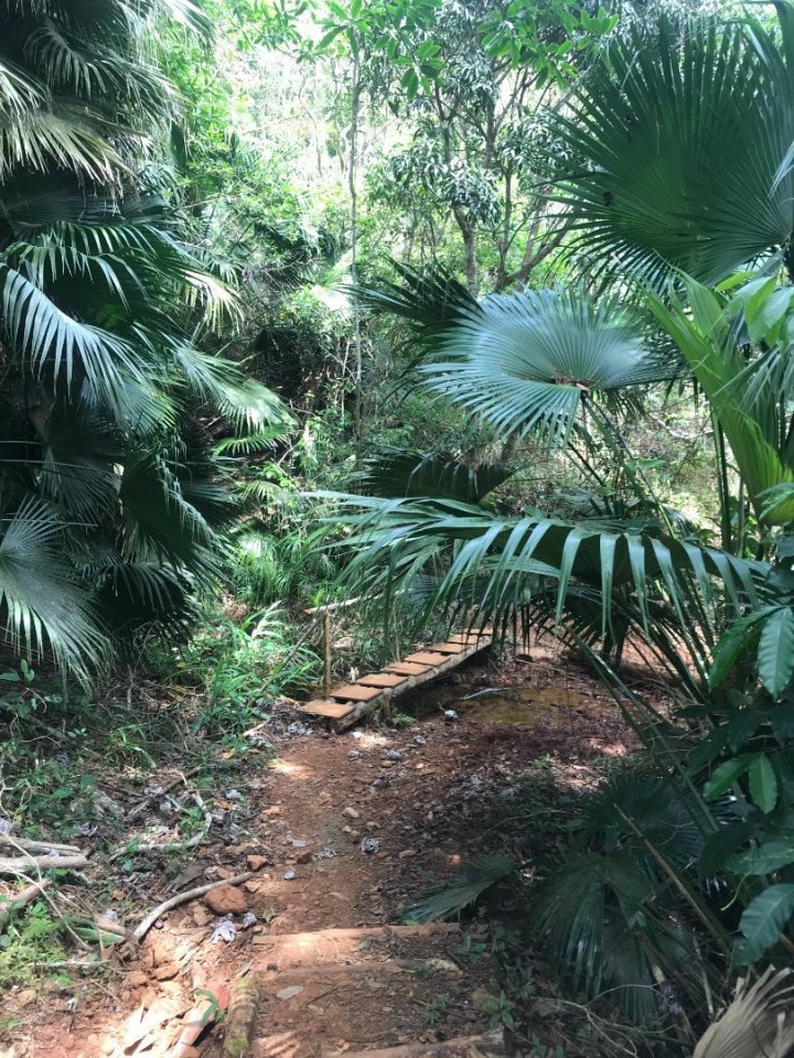 A mezitím, co v Čechách utrácíme za rostliny v hobbymarketech, tady rostou jako plevel v lese. 