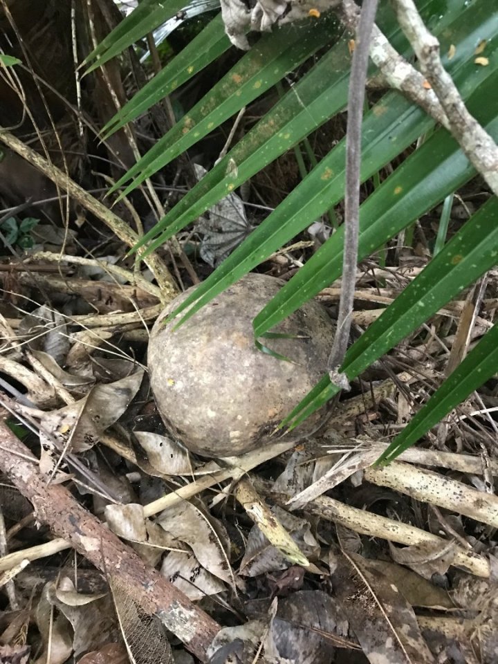 Nikdy mě nepřestane překvapovat, jak obrovské je ve skutečnosti semínko palmy.