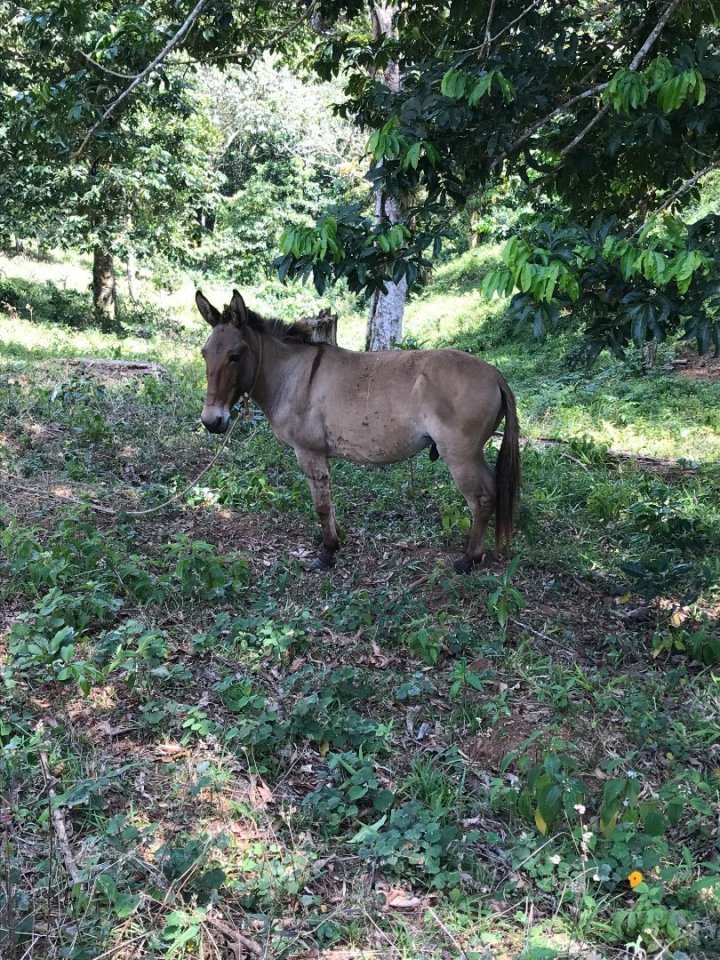 Zvířata uvázaná uprostřed lesa tady nejsou ničím neobvyklým. Na noc si je jejich majitelé ale vždycky odvedli domů.