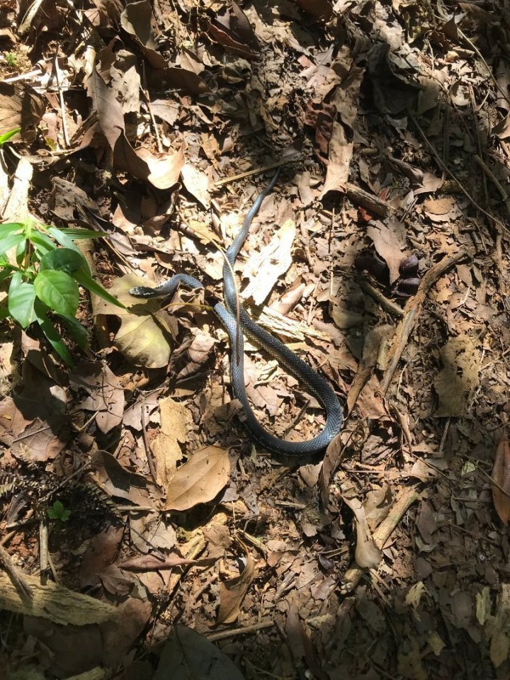 Stačí chvilka nepozornosti a malér už mohl být na světě. Sice jsem četla, že na Kubě nežije žádné zvíře člověku nebezpečné, ale 