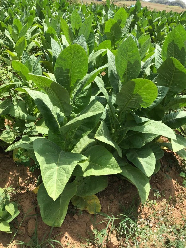 Nevím, jak jsem si představovala, že bude vypadat rostlina tabáku, ale určitě to nebylo takhle. Musím říct, že je to celkem hezk