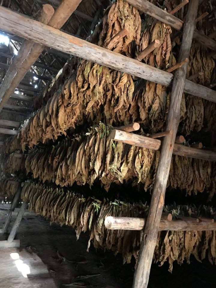 Překvapilo mě neuvěřitelné množství práce, jakou vydá výroba byť jen jednoho jediného doutníku. Než se s nimi začne cokoliv děla