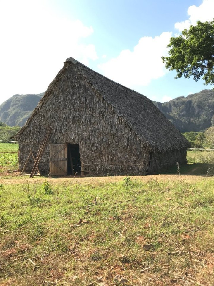 Tabákový dům, ve kterém se listy suší je vlastně velká stodola ze dřeva a palmových listů, které nikde v okolí Viñales nerostou,
